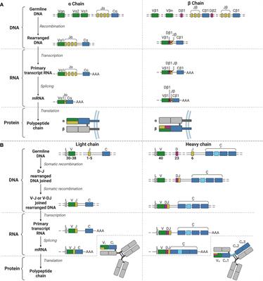 The recombinase activating genes: architects of immune diversity during lymphocyte development